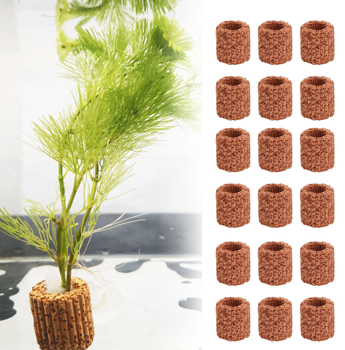Aquarium Plants Live - 10/20Pcs Aquatic Water Plant Fixed Ring