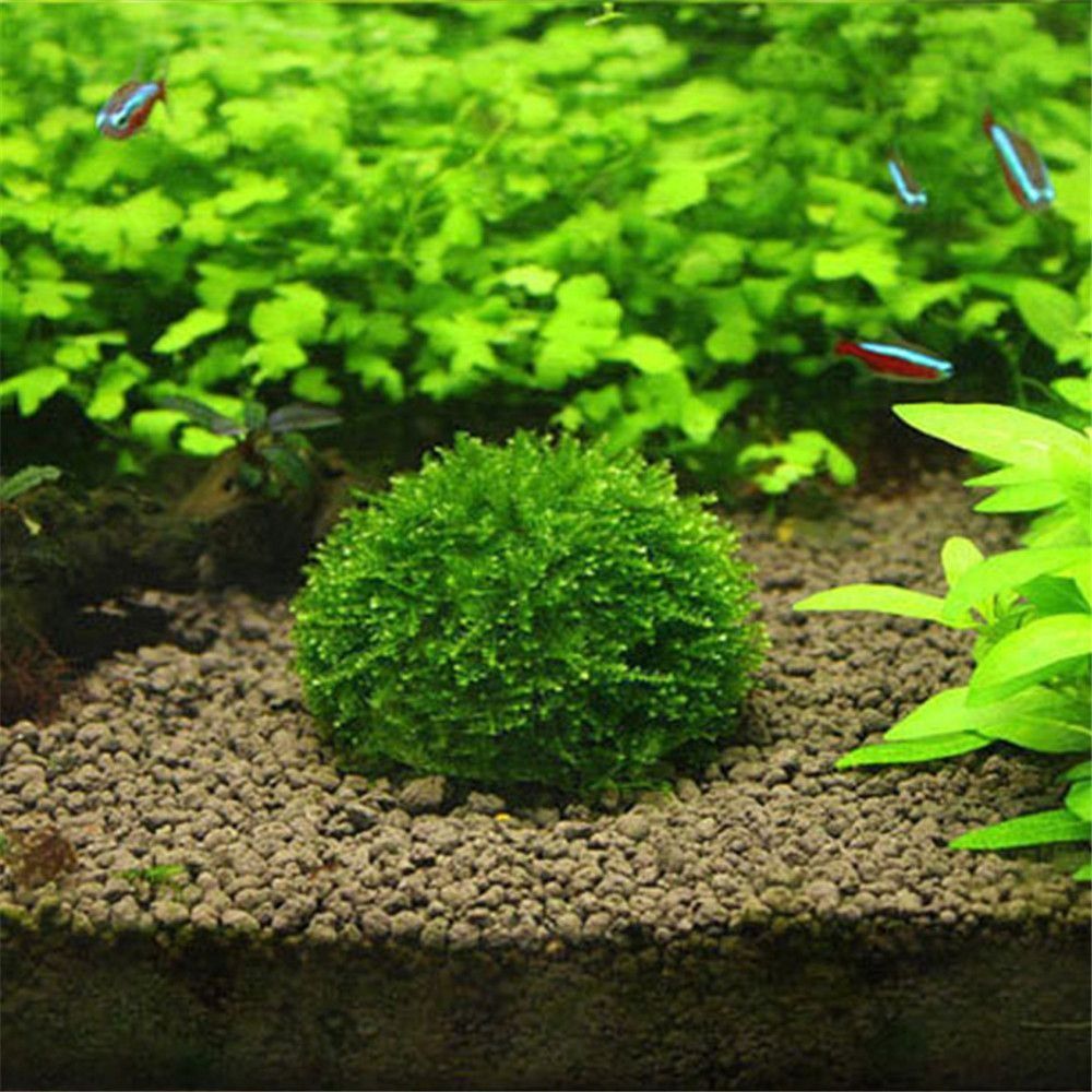 Aquarium Plants Live - New Plastic Suspension Moss Dome Semicircle