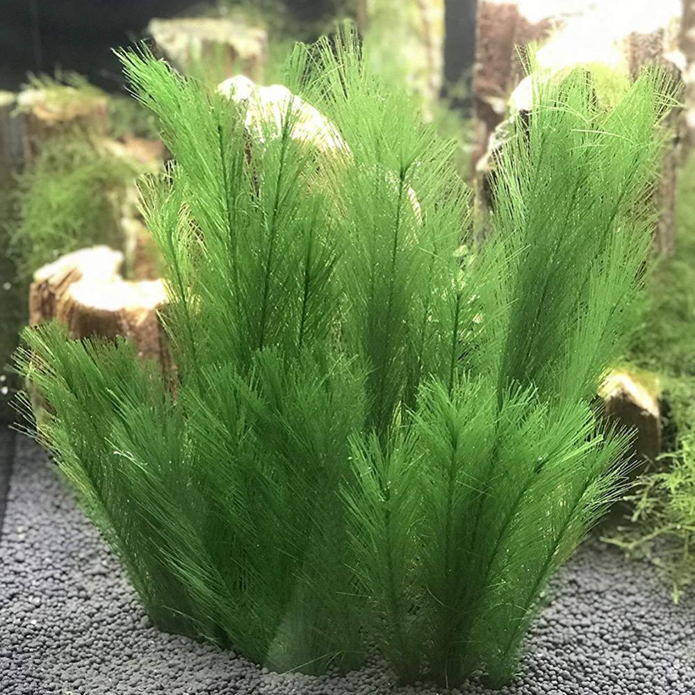 1/3Pcs 28/40cm Aquarium Fish T - Aquarium Plants Live review and price