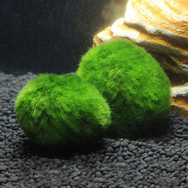 Marimo Moss Balls Live Aquariu - Live Plant Aquarium review and price