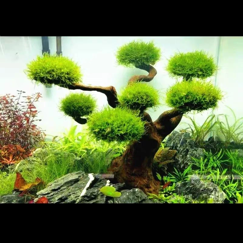Aquarium Driftwood Landscaping - Aquarium Plant Substrate review and price