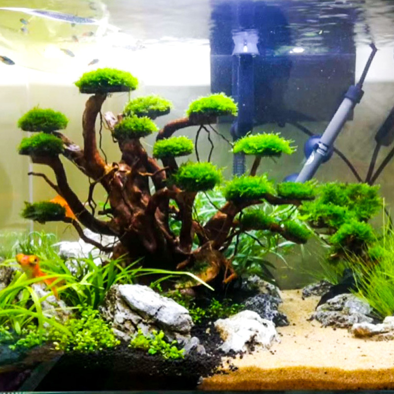 Aquarium Landscaping Moss Tree - Aquarium Plant Substrate review and price