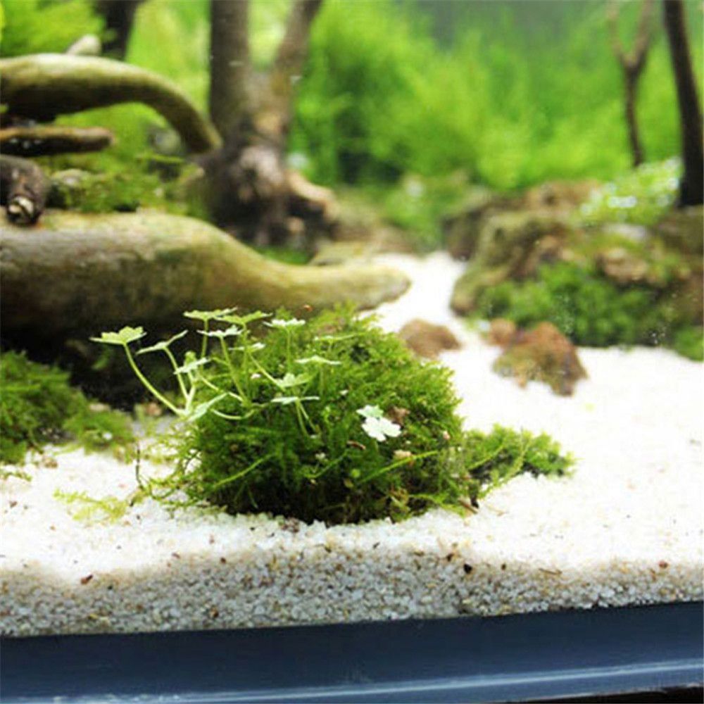 New Plastic Suspension Moss Do - Aquarium Plants Live review and price